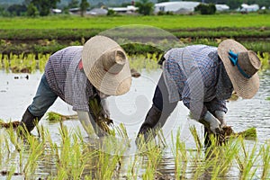 Farmer plant rice sprouts