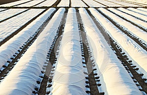 Farmer plantation fields covered with spunbond agrofibre. greenhouse effect. The use of technology in agriculture for an earlier