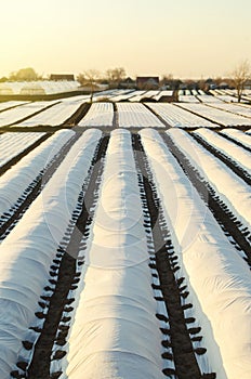 Farmer plantation fields covered with spunbond agrofibre. Protection of crops from sudden temperature changes and atmospheric