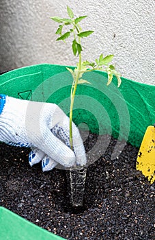 Farmer planting