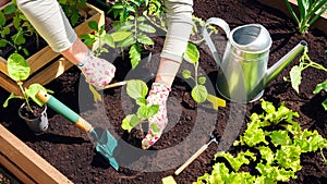 A farmer planting eggplant seedlings in black soil in raised beds. The process of planting plants in the beds. The gardener`s