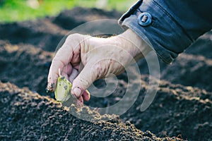 Farmer planting garlic in the vegetable garden