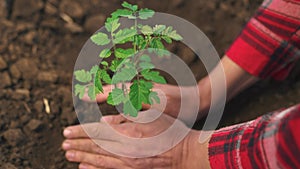 Farmer planting green sprout. farmer hands plant green sprout agriculture. business a ecology agriculture gardening
