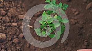 Farmer planting green sprout. farmer hands plant green sprout agriculture. business a ecology agriculture gardening