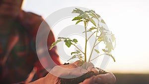 Farmer planting green sprout. Farmer hands plant green sprout agriculture. Business a ecology sunset agriculture