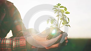 Farmer planting green sprout. Farmer hands plant sunset green sprout agriculture. Business a ecology agriculture