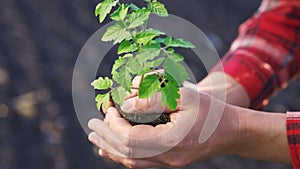 Farmer planting green sprout. sunset farmer hands plant green sprout agriculture. business a ecology agriculture