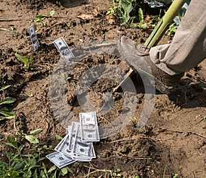 Farmer planting money