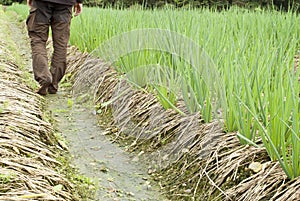 Farmer planting onion on field