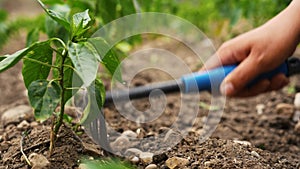 Farmer planting pepper in garden