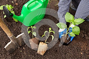 Farmer planting pepper seedlings in soil in garden outdoors. Growing, seeding organic vegetables