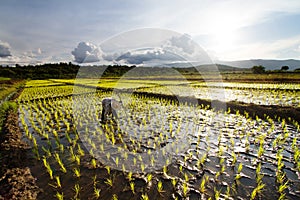 Farmer planting rice in fields