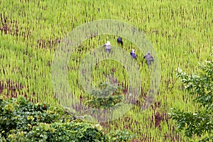 Farmer planting rice on a mountainside, high elevation rice field with country people working