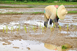 Farmer planting rice