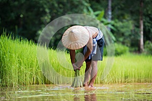 Farmer planting rice in the rainy season