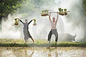 Farmer planting rice in the rainy season