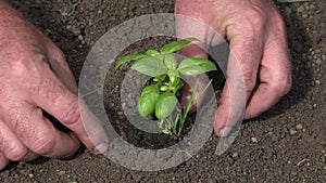 Farmer Planting Seedling Vegetables, Man Hands in Agriculture Field, Fingers Plants, Watering Seeds, Agrarian Land