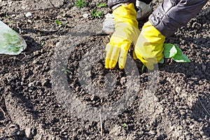 Farmer planting seedlings of cabbage