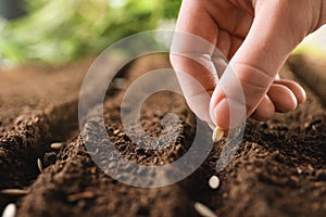 Farmer planting seeds into fertile soil, closeup. Gardening time