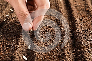 Farmer planting seeds into fertile soil, closeup. Gardening time