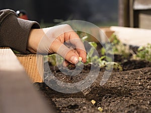Farmer planting seeds of peas in the vegetable garden