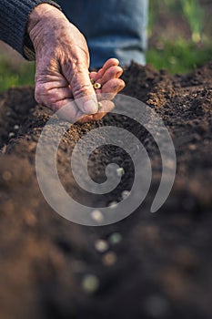 Farmer planting seeds in soil at garden