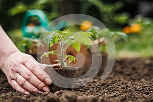 Farmer planting tomato seedling with biodegradable peat pot into soil at vegetable garden