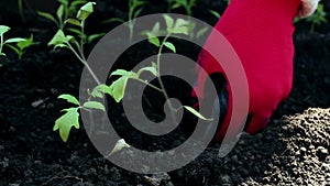 Farmer planting tomato seedlings in the garden. Farmer`s hands in protective gloves planting seedlings in the ground