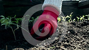 Farmer planting tomato seedlings in the garden. Farmer`s hands in protective gloves planting seedlings in the ground