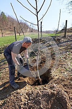 Farmer planting walnut tree