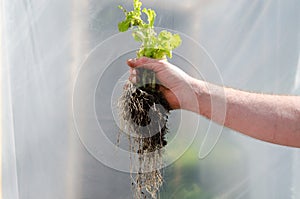 Farmer planting young seedlings of tomato plant in the vegetable garden