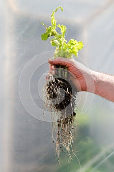 Farmer planting young seedlings of tomato plant in the vegetable garden