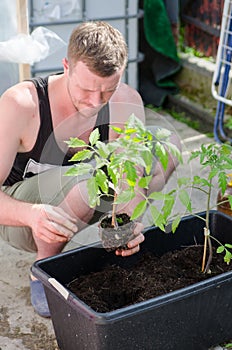 Farmer planting young seedlings of tomato plant in the vegetable garden