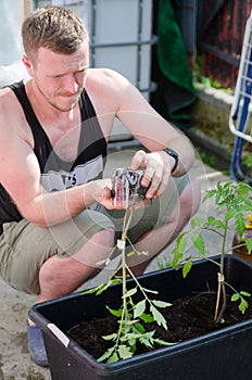 Farmer planting young seedlings of tomato plant in the vegetable garden