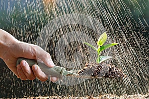 Farmer planting young sprout in fertile soil and watering