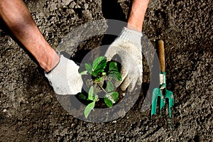 Farmer planting young strawberry