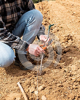 Farmer plants new vines in the vineyard. Agriculture