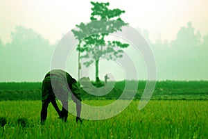 Farmer plants paddy and tree in the mid field