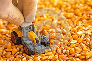 Farmer playing with tractor toy over harvested corn seed