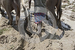 A Farmer plough land for cultivation