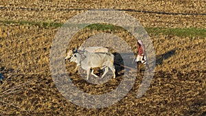 Farmer ploughing field by bulls-India