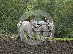 A farmer is ploughing a field by a traditional way