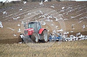 Farmer ploughing with seagulls following.