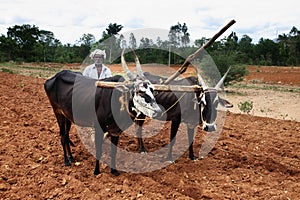 Farmer plows the fields