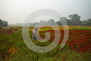 Farmer plucking up flowers in marigold field, for sale. Valley of flowers. Tagetes, annual or perennial, herbaceous plants, family