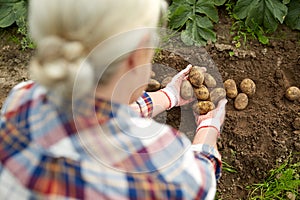 Farmer with potatoes at farm garden