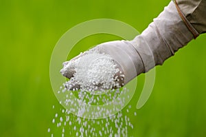 Farmer is pouring chemical fertilizer photo