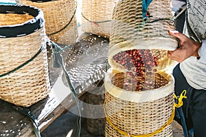 Farmer pouring hand picked ripe Red Arabica Coffee Berries in another basket in the Akha village of Maejantai on the hill.