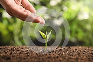 Farmer pouring water on young seedling in soil against blurred background, closeup