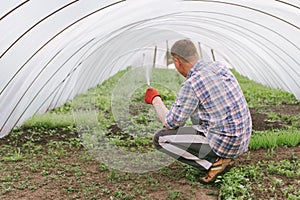 Farmer pours plants in the greenhouse, the view from the back. Man grows seedlings in a garden in a greenhouse. Growing vegetables